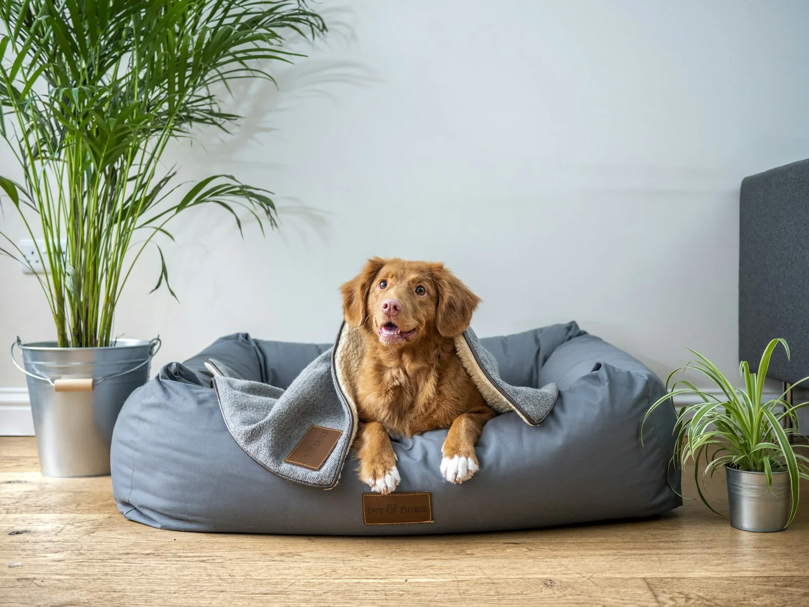 A dog settled into a round calming bed at home