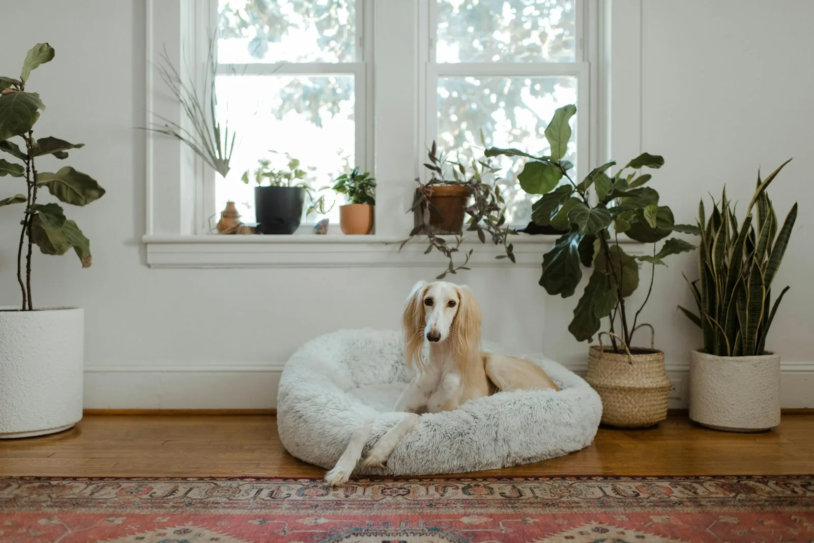A dog curled up asleep in a soft round bed