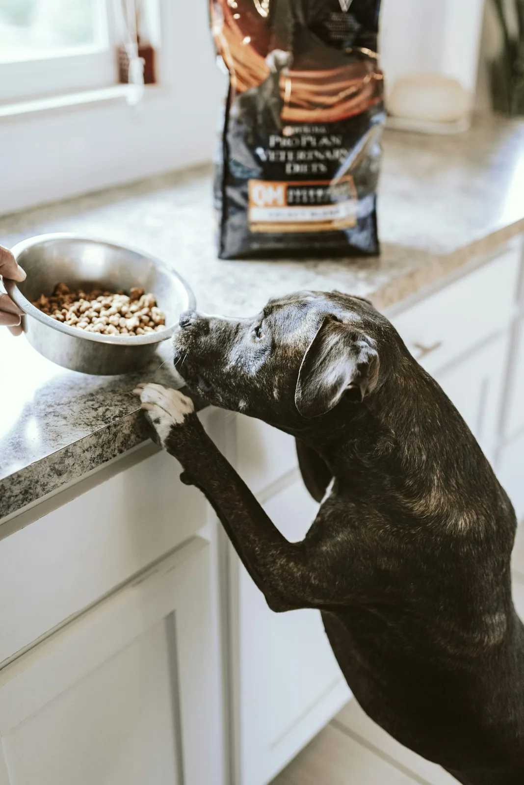 A dog eating from a bowl at home