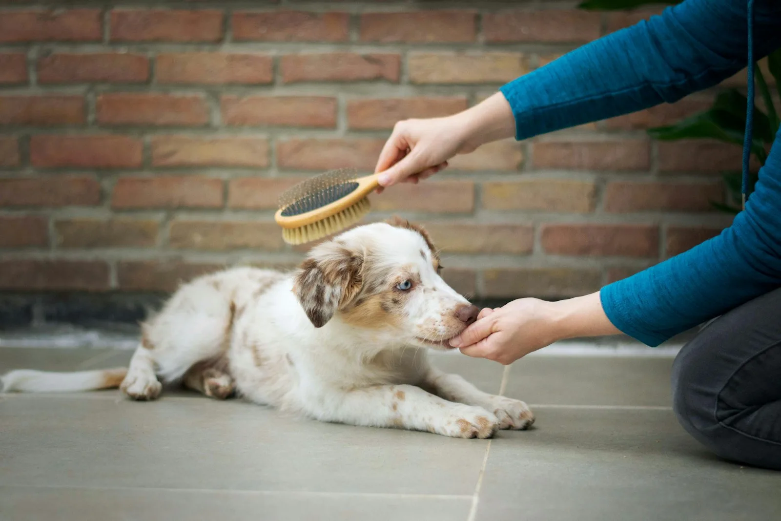 A dog being brushed during a grooming session