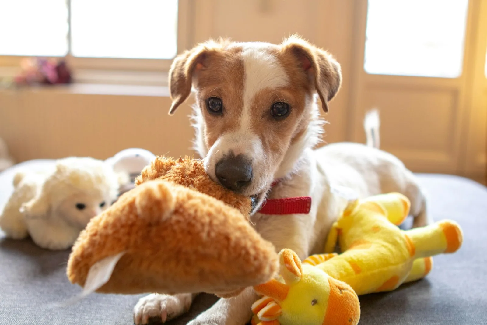 A dog playing with a rope toy on the floor