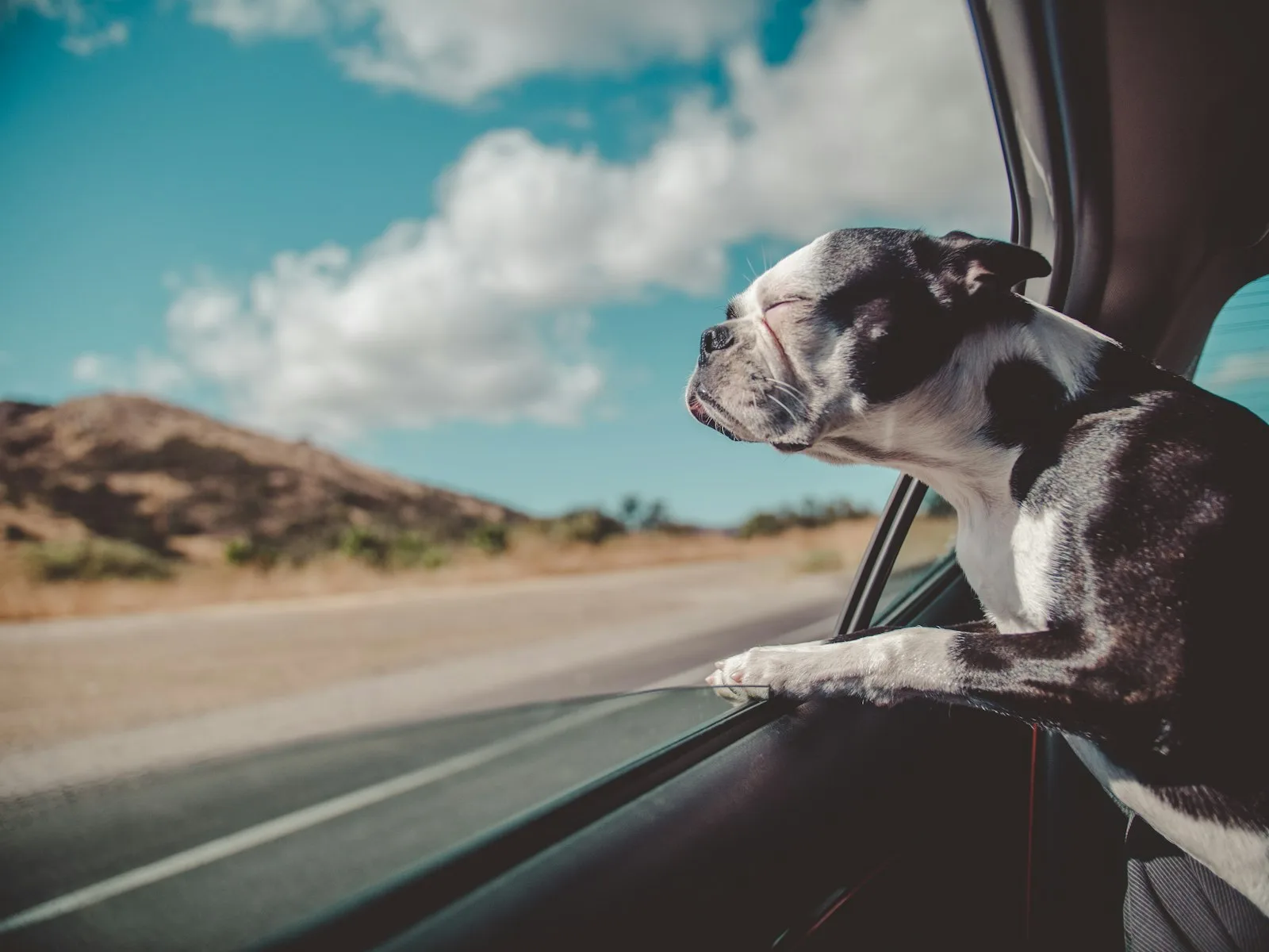 A dog looking out of a car window on a trip