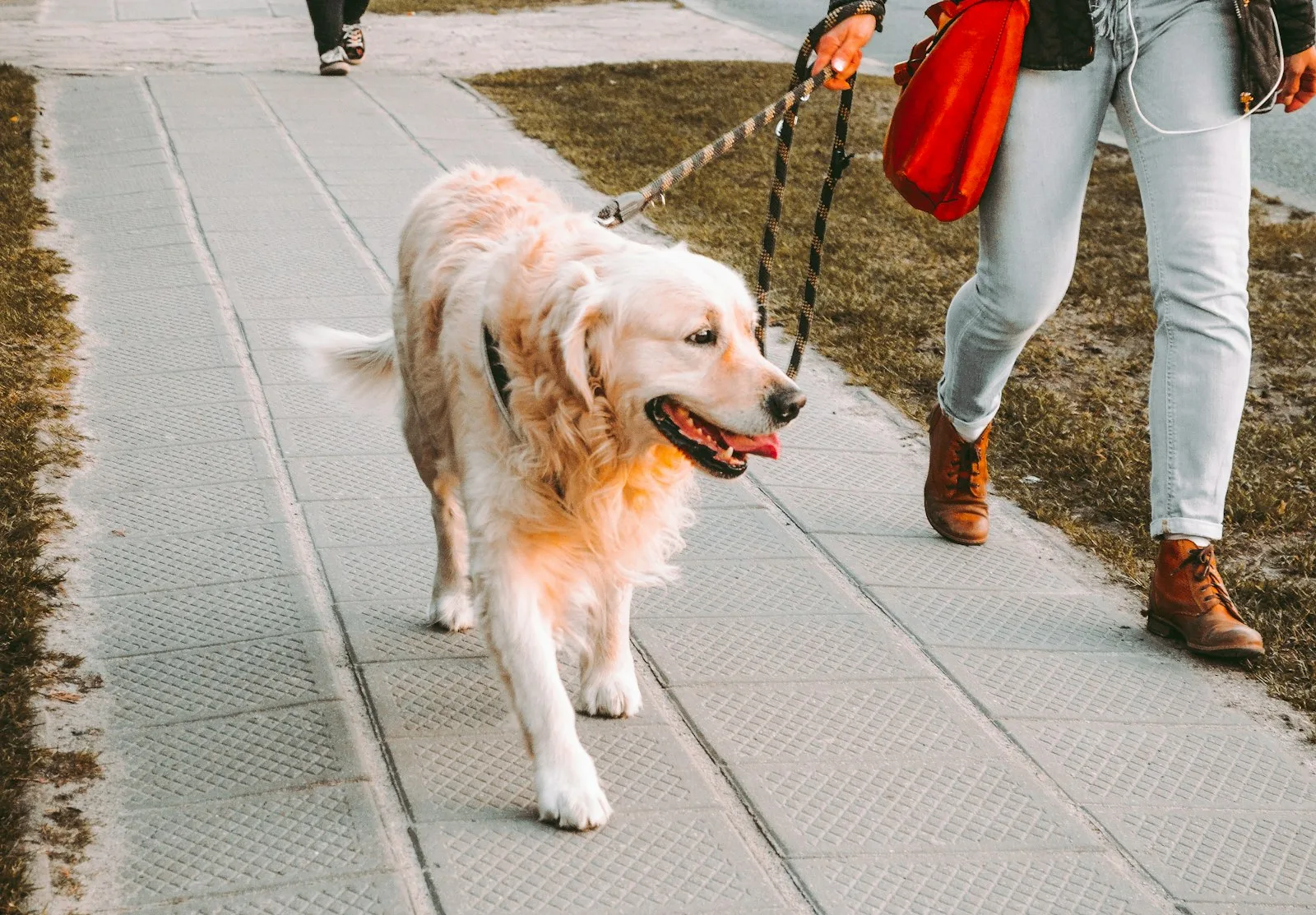 A dog walking on a lead with its owner