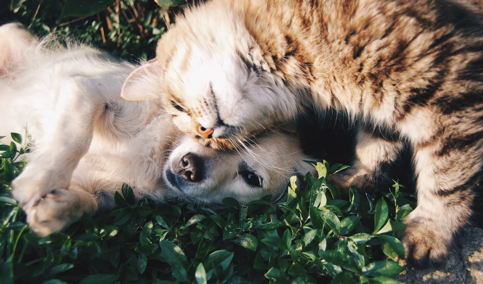A dog and a cat resting together in a warm, sunlit Australian home