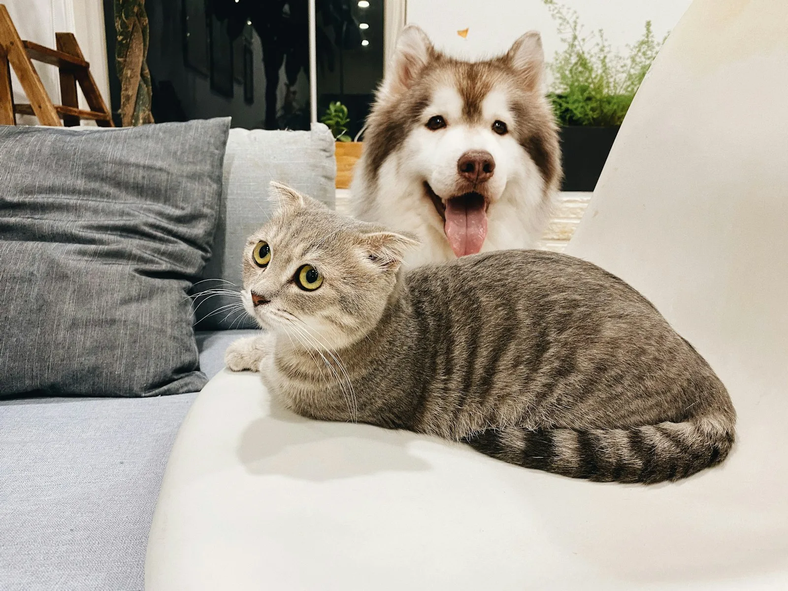 A dog and a cat playing together on a rug at home