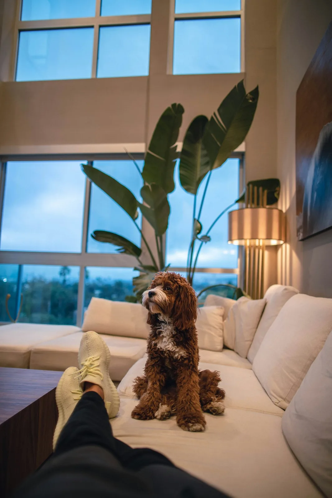 An owner relaxing on the couch at home with their dog